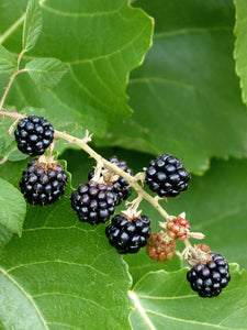 Rubus fruticosus 'Thornfree' / Blackberry 'Thornfree '