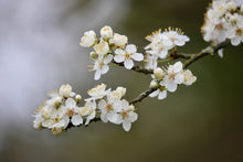 Load image into Gallery viewer, Prunus spinosa / Blackthorn Tree - Bare Root
