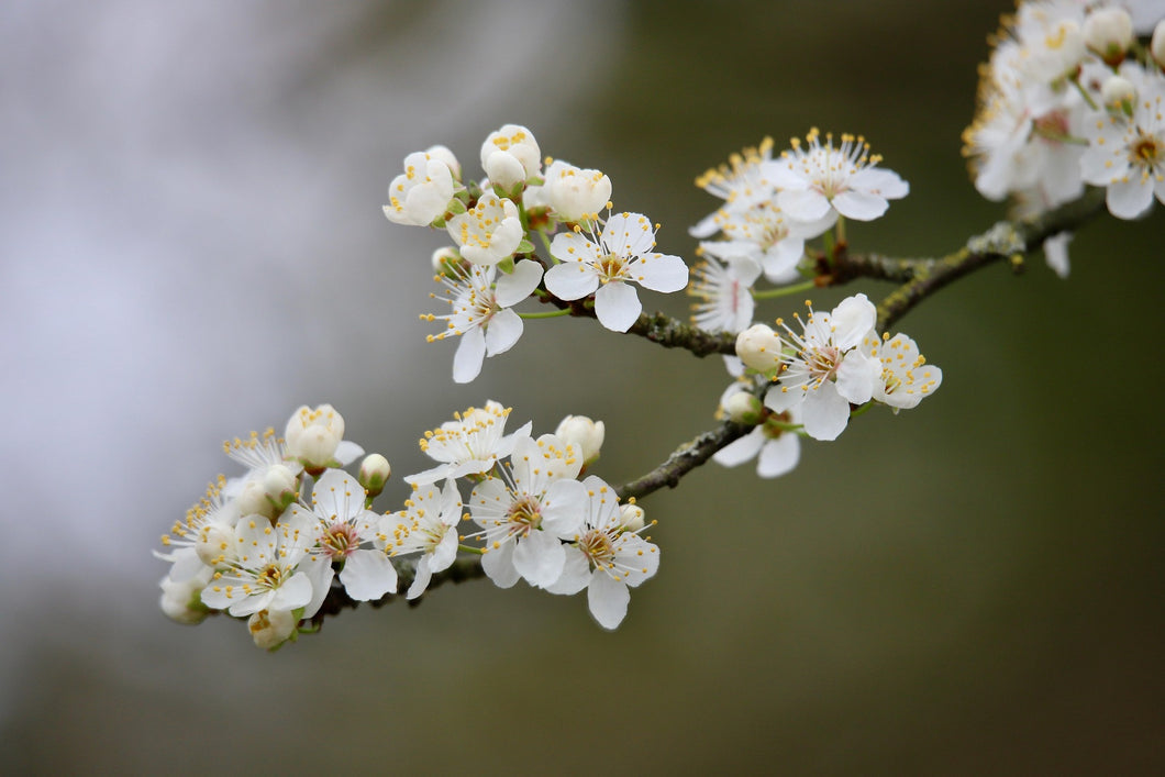 Prunus spinosa / Blackthorn Tree - Bare Root