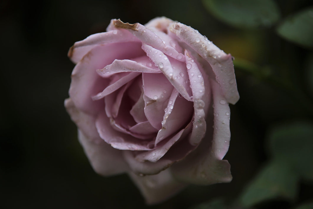 Rosa 'Twice in a Blue Moon' Hybrid Tea Rose