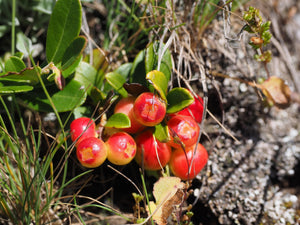 Vaccinium corymbosum 'Pink Lemonade' / Blueberry  'Pink Lemonade'