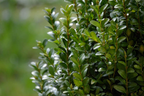 buxus-box-boxwood-nature-leaf