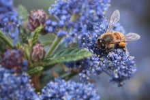 Load image into Gallery viewer, ceanothus
