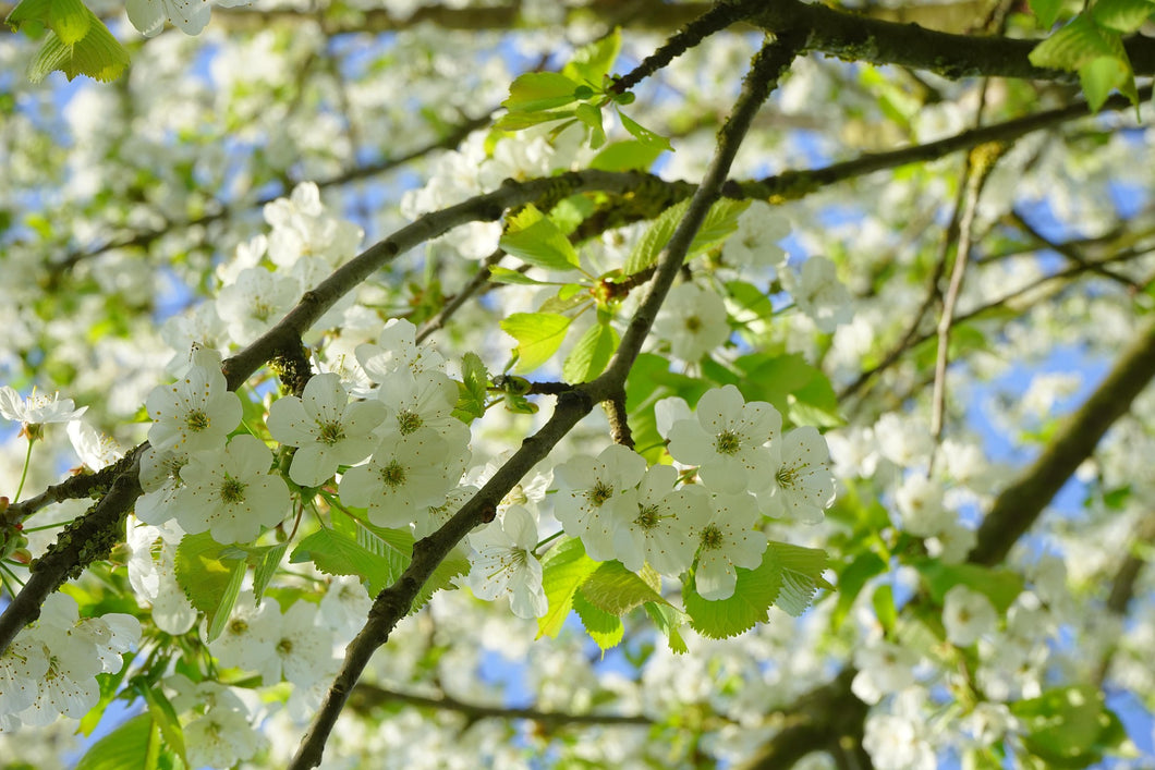 Prunus avium / Wild Cherry - Bare Root Whip