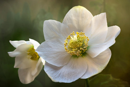 Close-up of two white flowers with yellow centers on a blurred green background