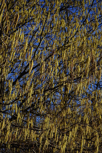 Tree branches with catkins against a blue sky