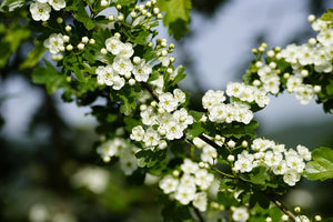 Close-up of white flowers on a green branch with a blurred background