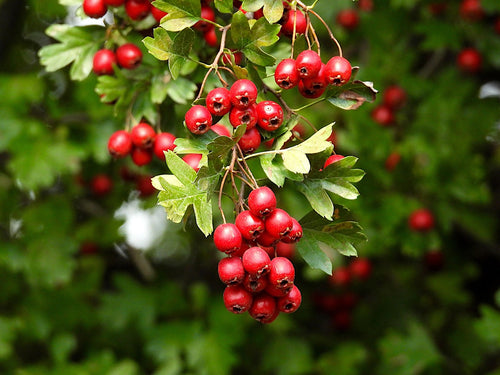 Red berries on a green bush with a blurred green background
