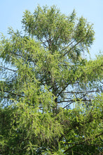 Load image into Gallery viewer, Tall tree with green leaves against a clear blue sky
