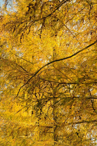 european-larch-