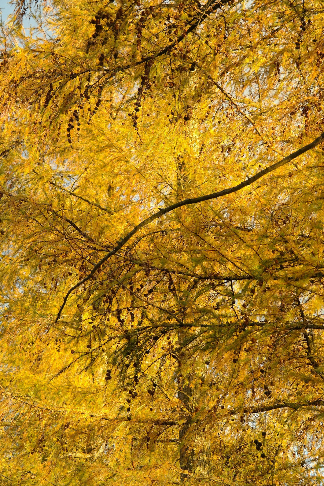 european-larch-