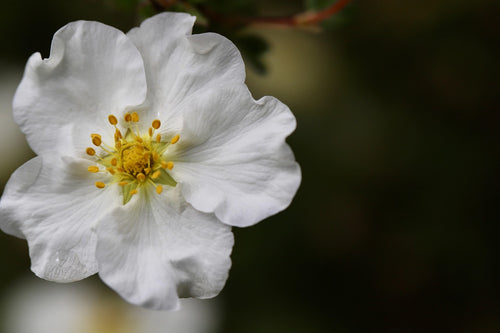 Close-up of a white flower with a blurred background