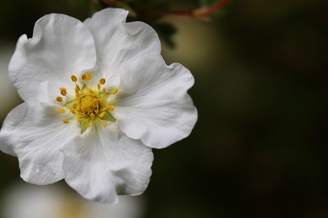 Close-up of a white flower with a blurred background