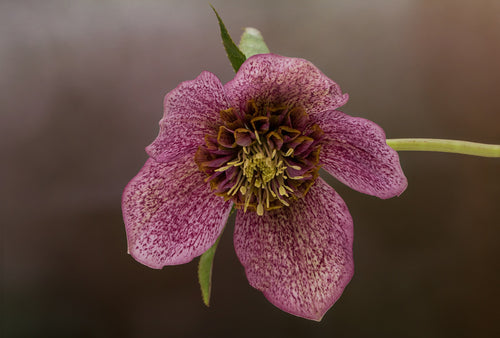 Close-up of a pink flower with a blurred background