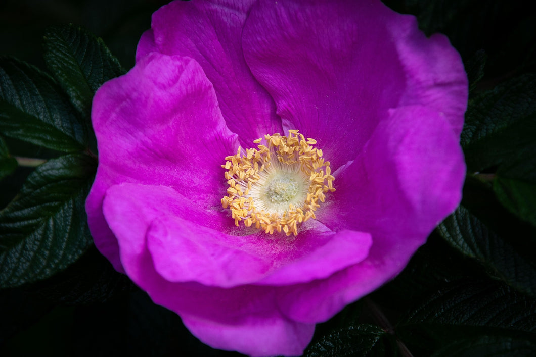 Rosa rugosa / Rugosa Rose / Dog rose