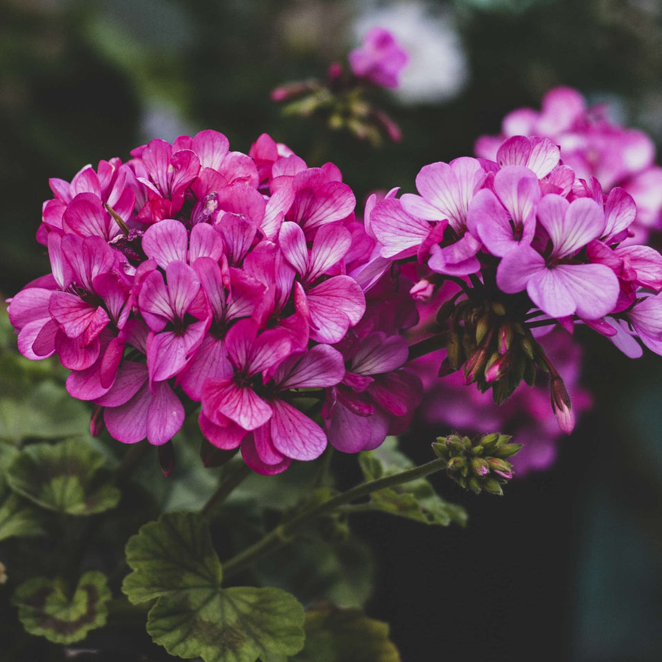 Pink flowers in bloom