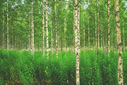 Birch trees with green undergrowth in a forest