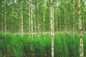 Birch trees with green undergrowth in a forest