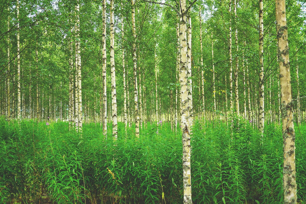 Birch trees with green undergrowth in a forest
