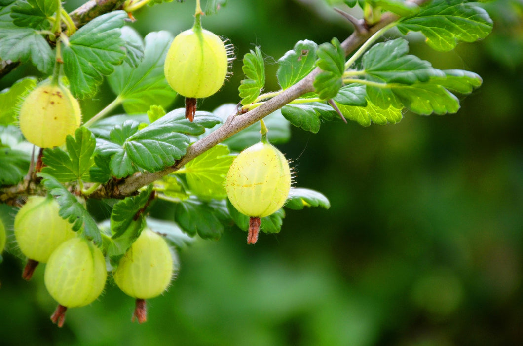 Gooseberry 'Invicta'