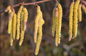 Yellow catkins hanging from a branch with a blurred natural background