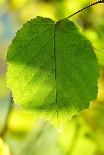 Close-up of a green leaf with a blurred natural background
