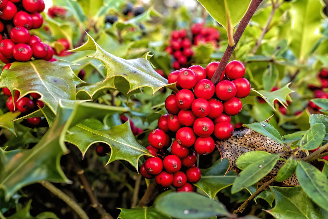 Ilex aquifolium / Common Holly - Hedging plant