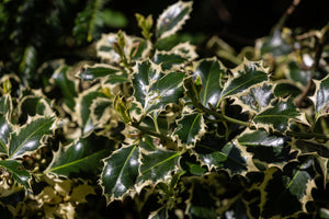 Ilex aquifolium 'Argentea Marginata' Tree / Silver Variegated Holly Tree