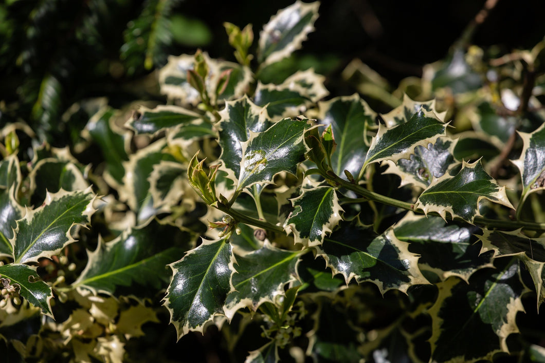 Ilex aquifolium 'Argentea Marginata' Tree / Silver Variegated Holly Tree
