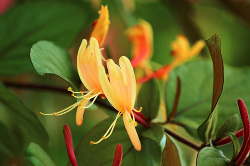 honeysuckle-3427572_1920