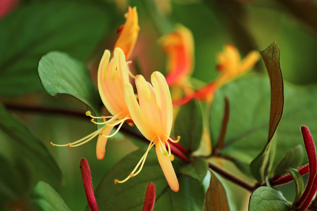 honeysuckle-3427572_1920