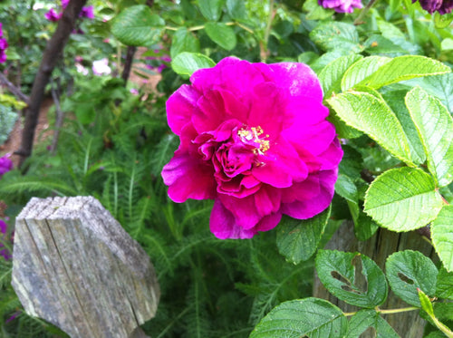 Close-up of a vibrant pink flower with green leaves in a garden setting.