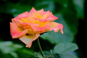 Rose 'Troika' / Rosa 'Poumidor' / 'Troika' Hybrid Tea Rose