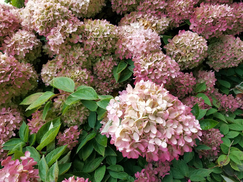 Close-up of pink and green hydrangea flowers with leaves