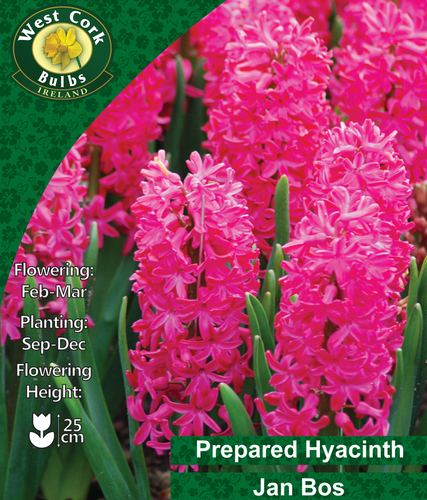 Pink hyacinth flowers with West Cork Bulbs Ireland branding and product details.