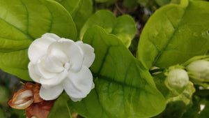 Jasminum officinalis / Common Jasmine