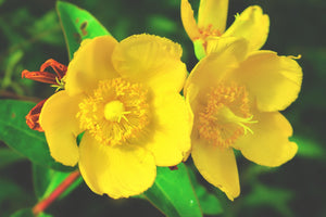 Hypericum x hidcoteense 'Hidcote'