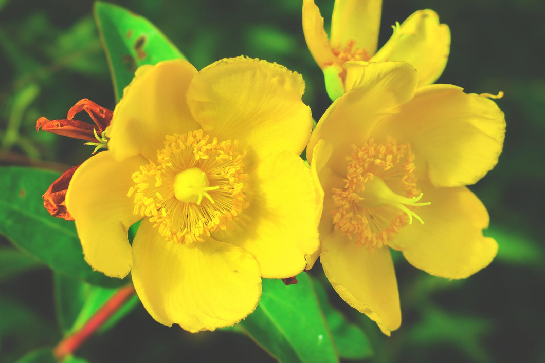 Hypericum x hidcoteense 'Hidcote'