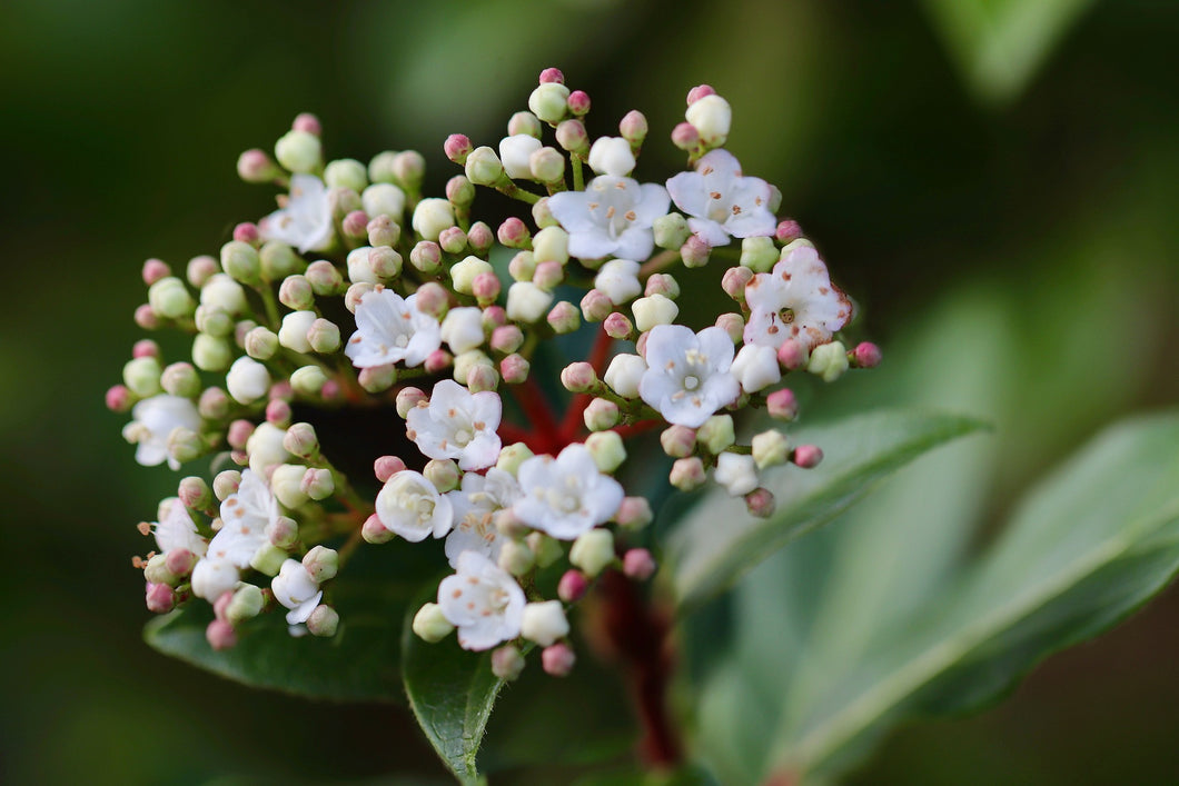 Viburnum tinus / Laurustinus