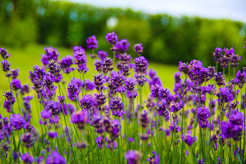 Purple lavender flowers in a field with a blurred green background