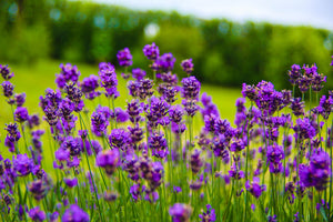 Purple lavender flowers in a field with a blurred green background