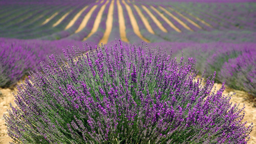 Lavender field with a clear sky