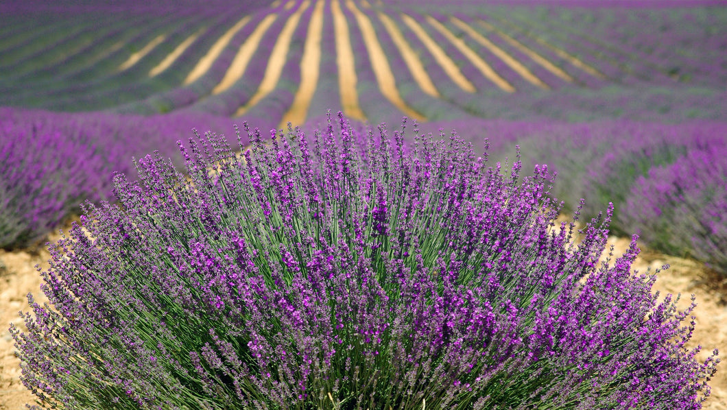 Lavender field with a clear sky