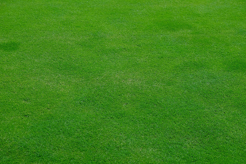 green lawn seed