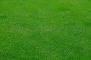 green lawn seed