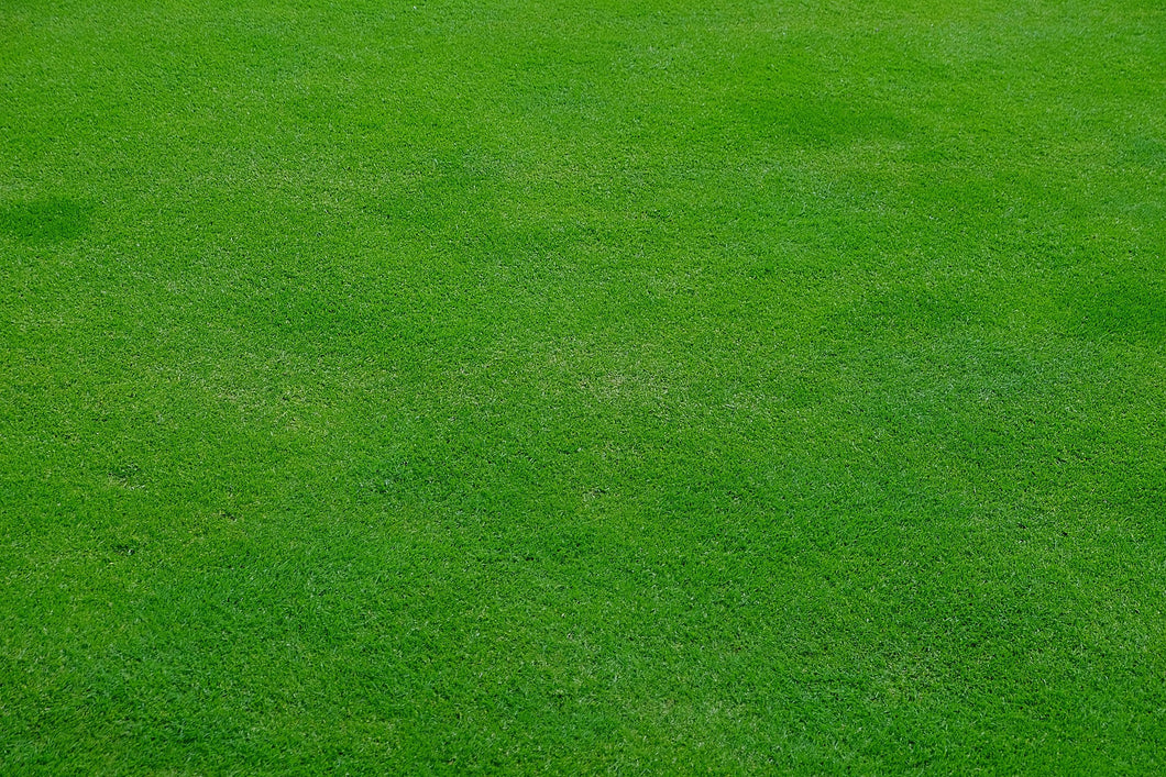 green lawn seed