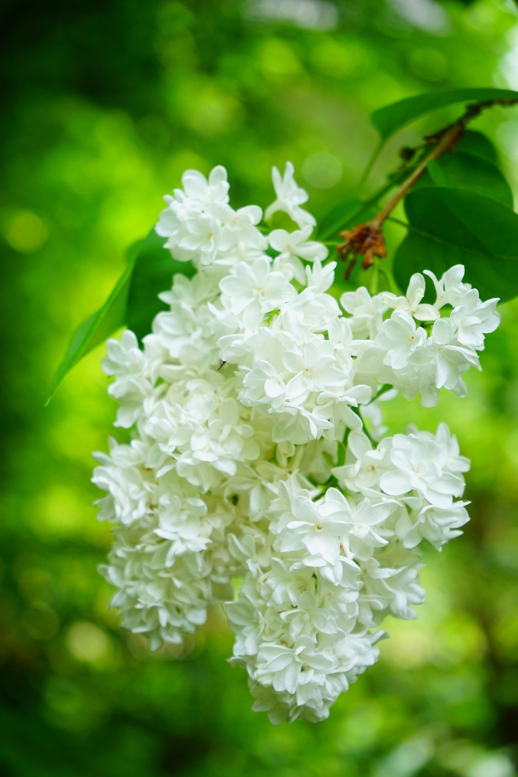 Syringa vulgaris 'Madame Lemoine' / Common Lilac 'Madame Lemoine'