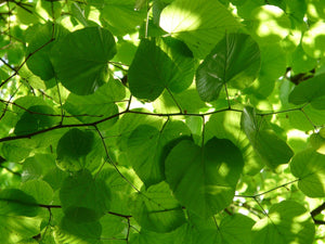 Tilia cordata / Lime Tree