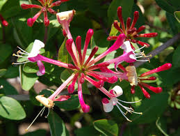 Close-up of a honeysuckle flower with green leaves