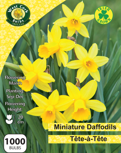 mini daffodils-teteatete